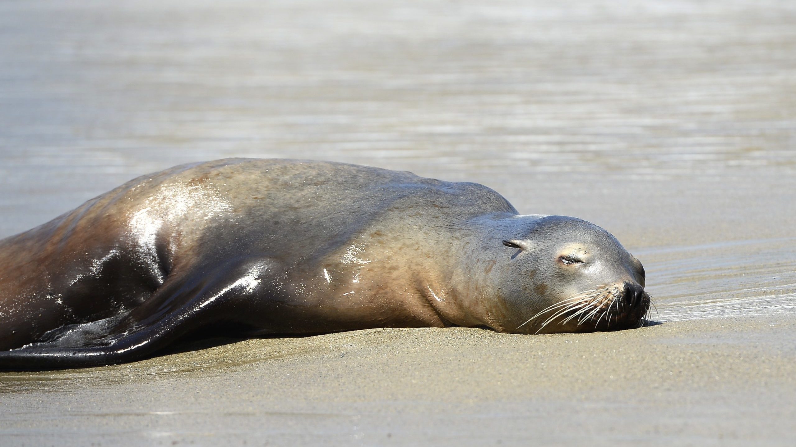 Why are headless sea lions being found on B.C.'s beaches? — The Big Story