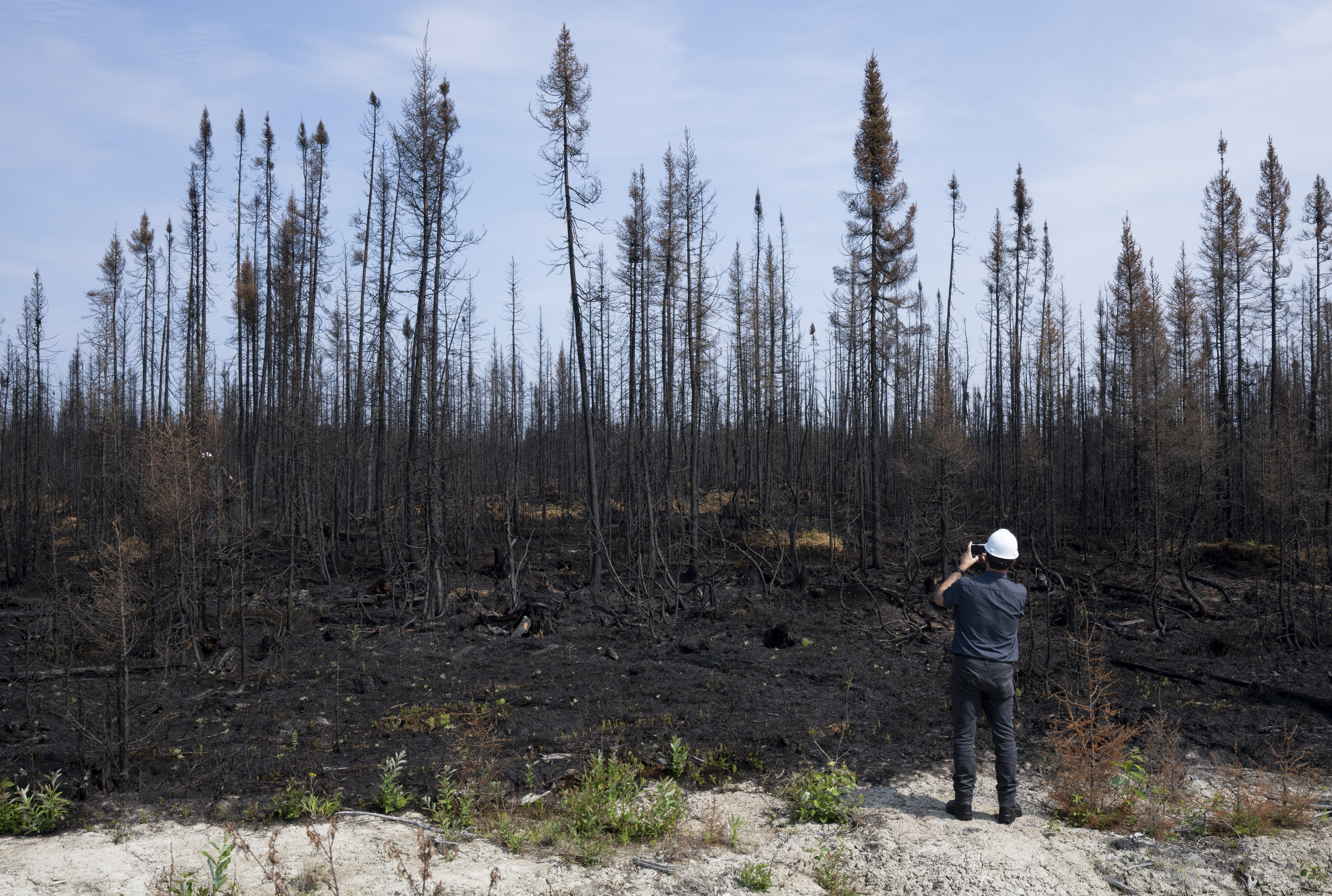 Is the boreal forest on the edge of a climate change tipping point? -  Unearthed